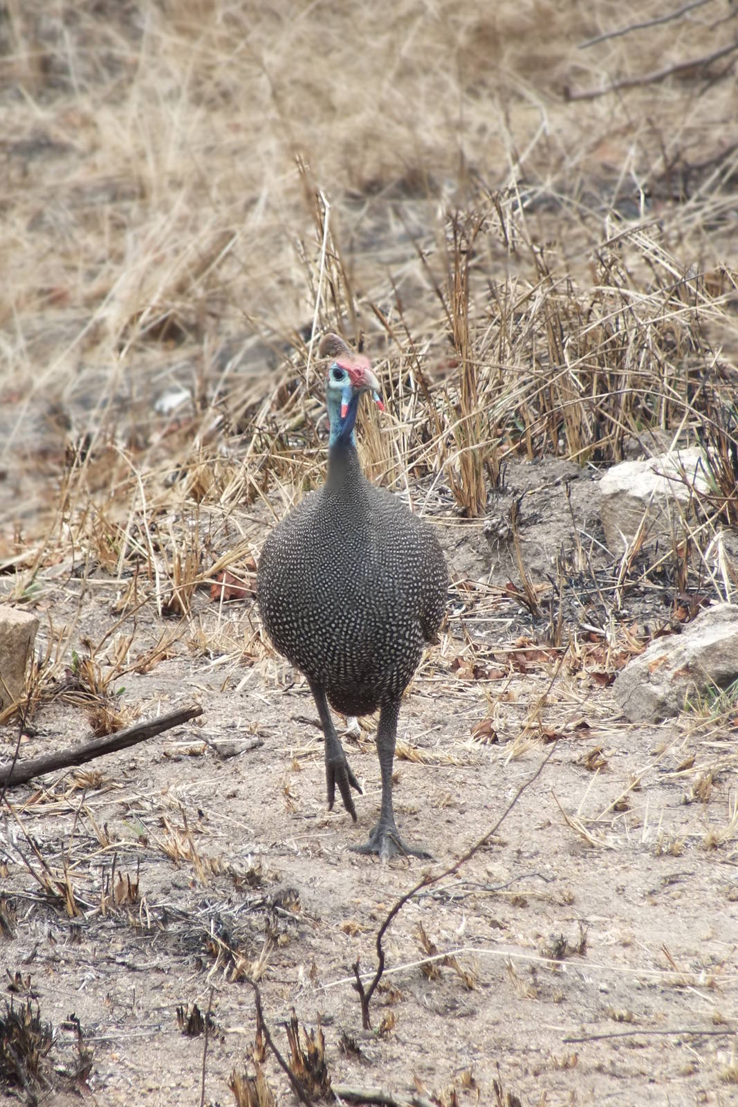 Helmeted Guineafowl