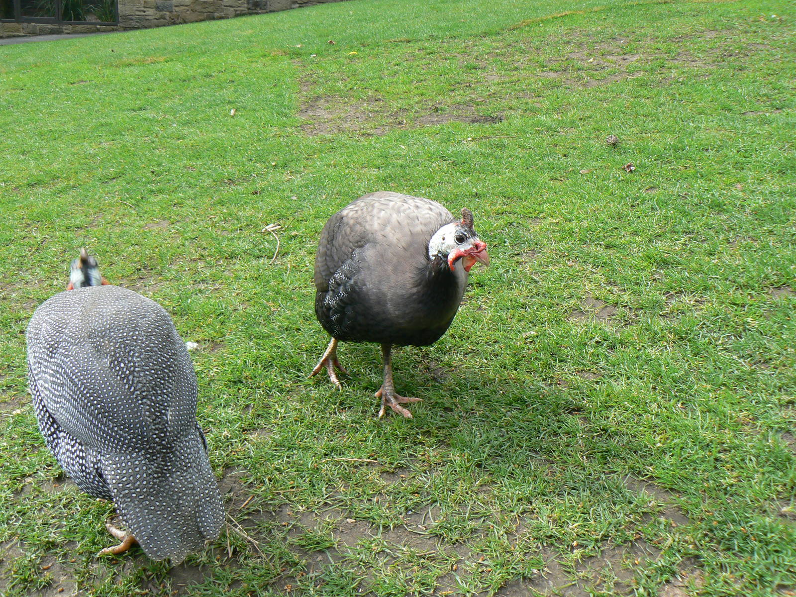 Helmeted Guineafowl