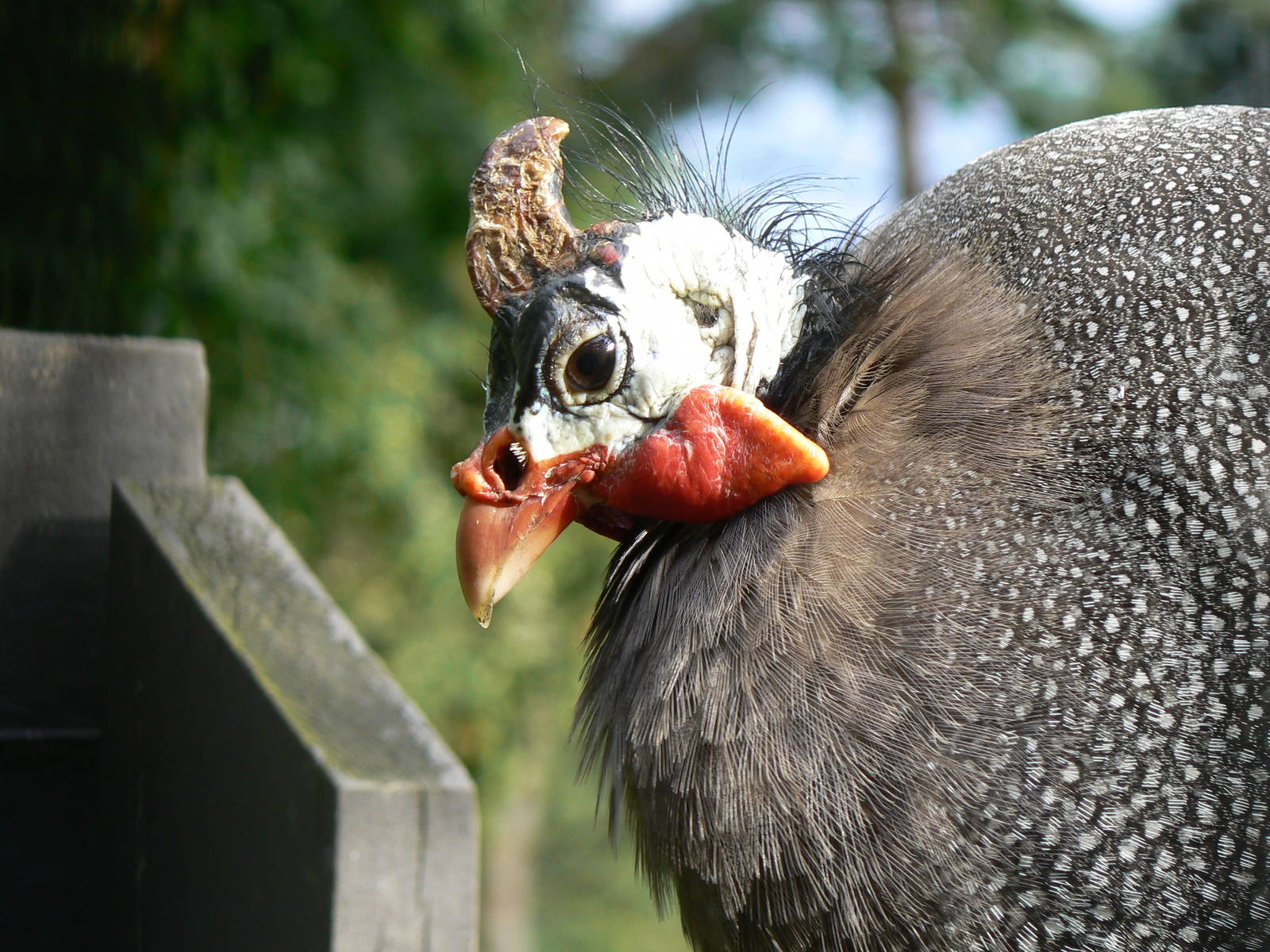 Helmeted Guineafowl
