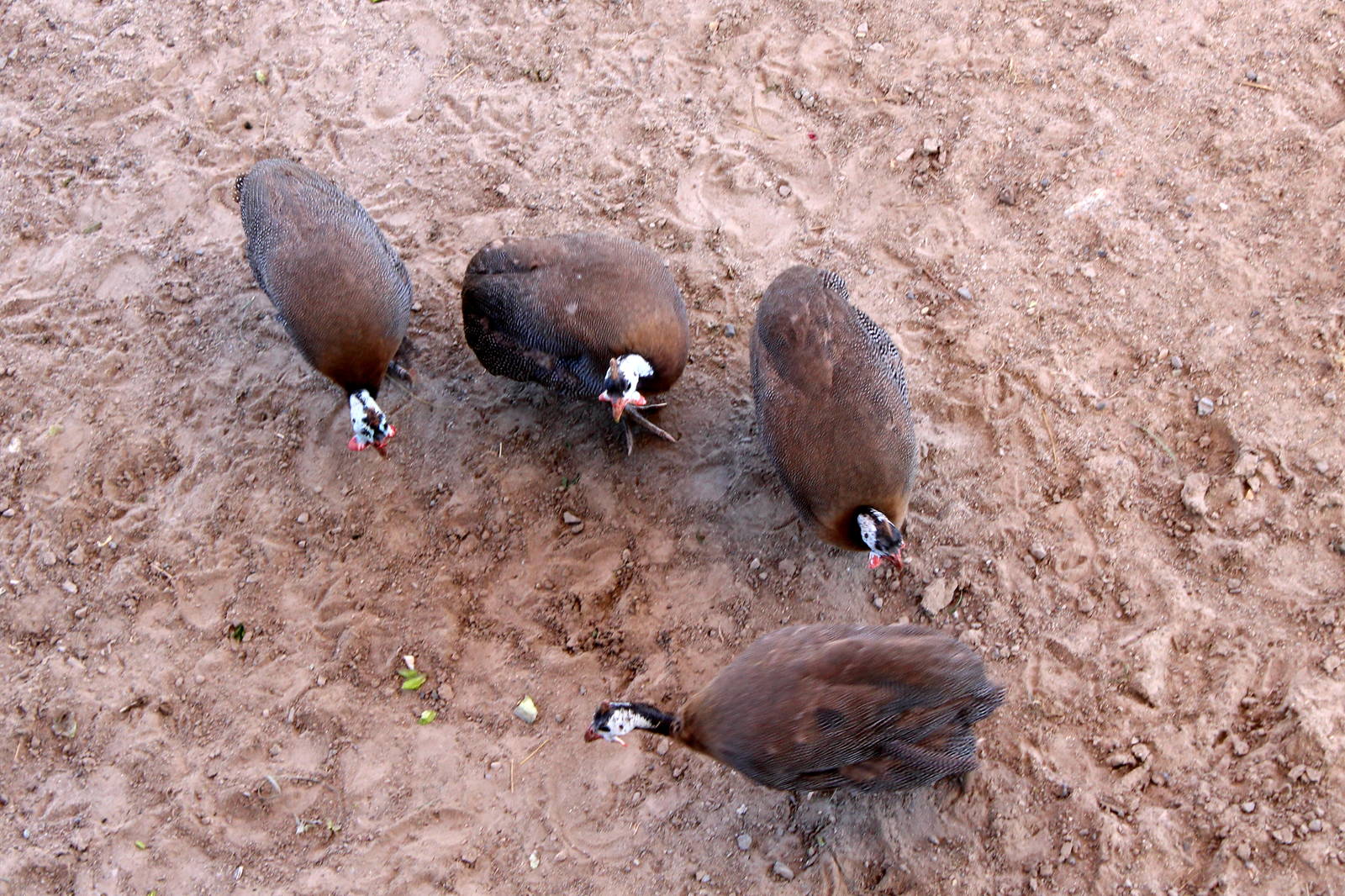Helmeted Guineafowl
