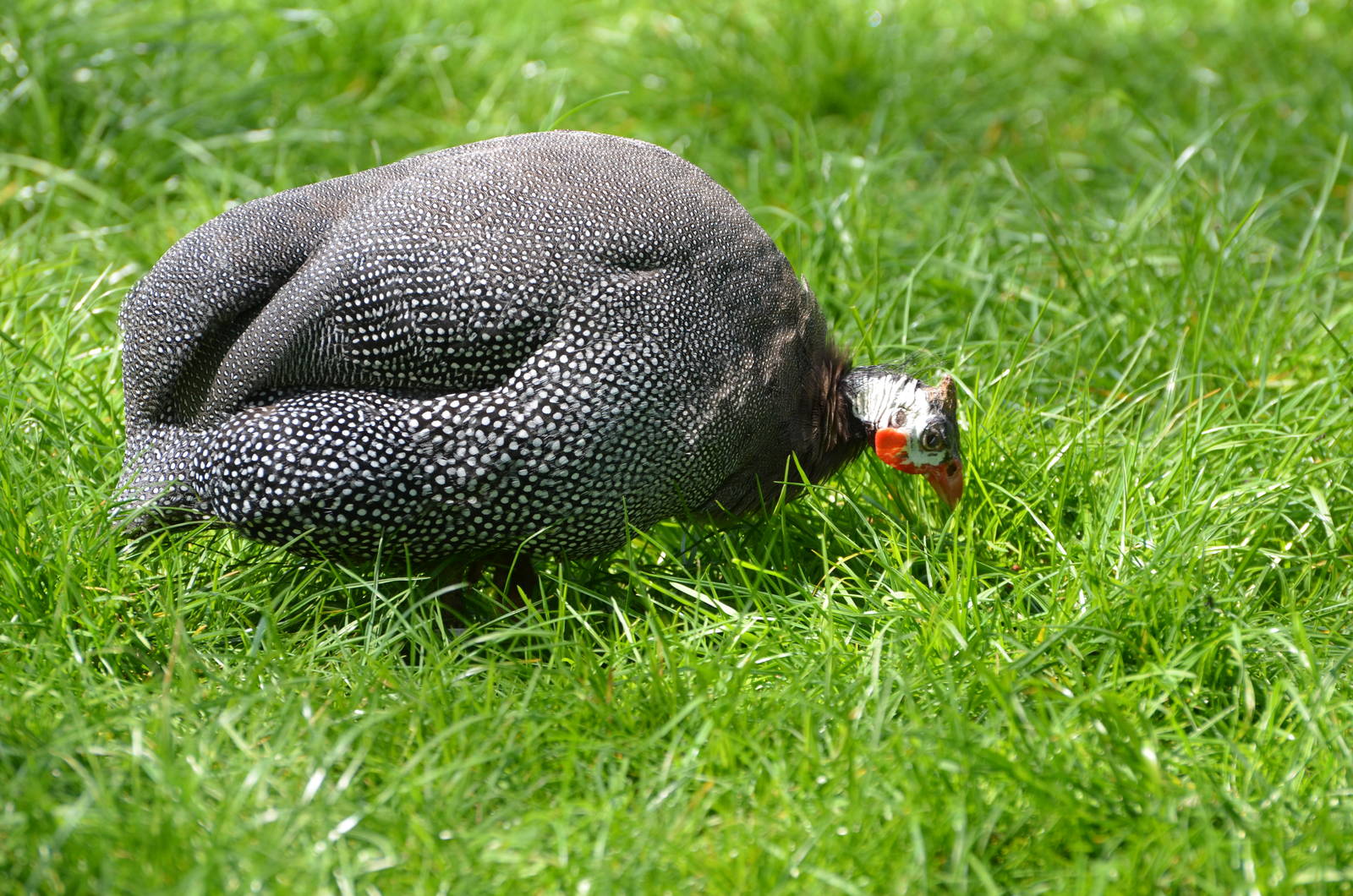 Helmeted guineafowl