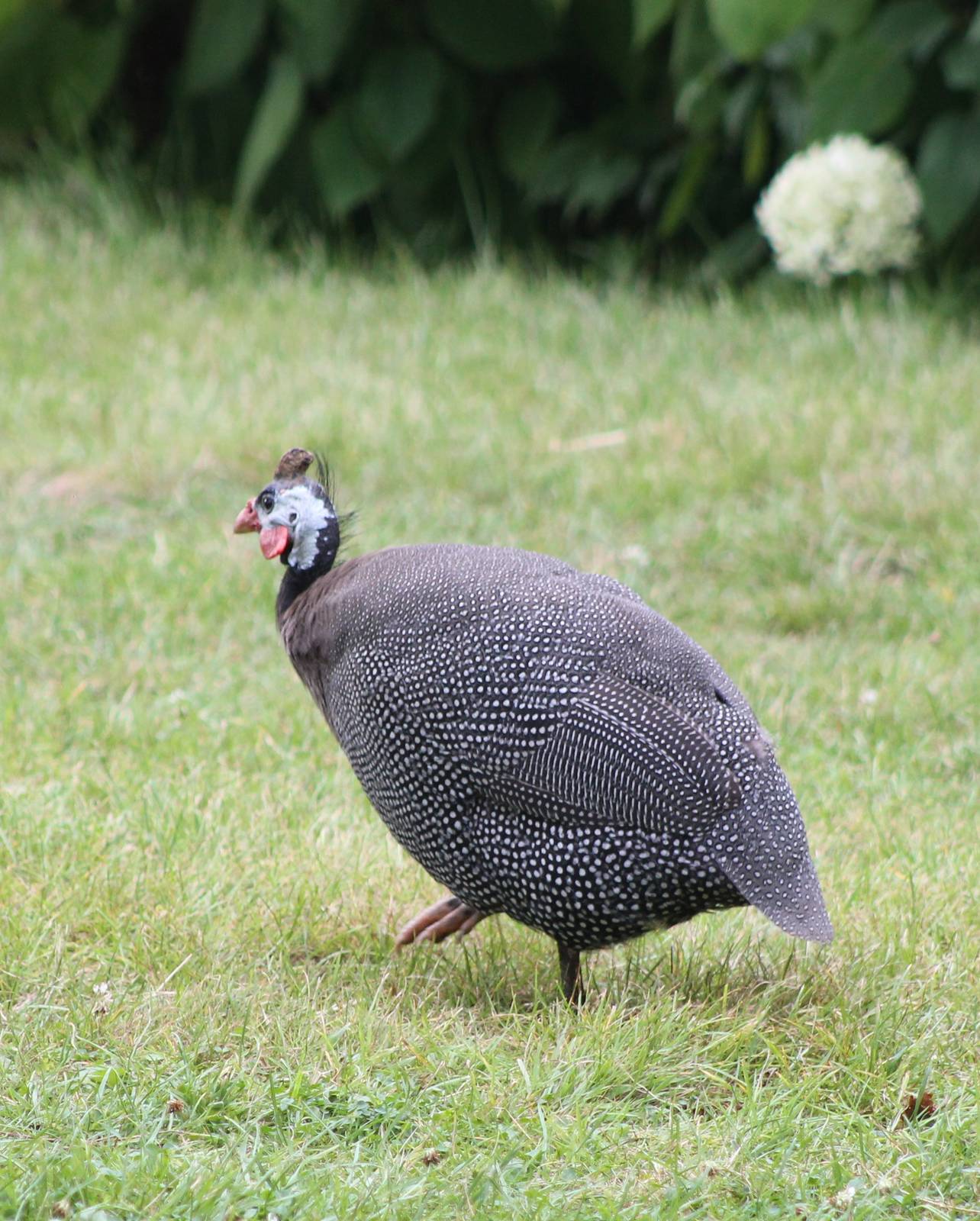 Helmeted guineafowl