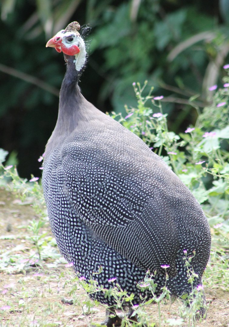 Helmeted guineafowl