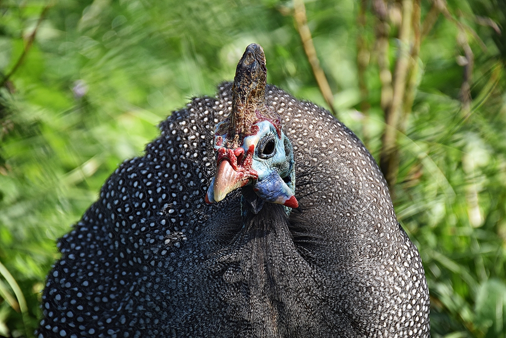 Helmeted guineafowl