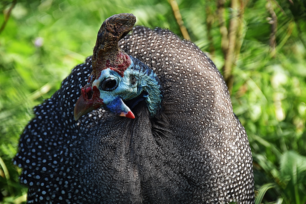 Helmeted guineafowl