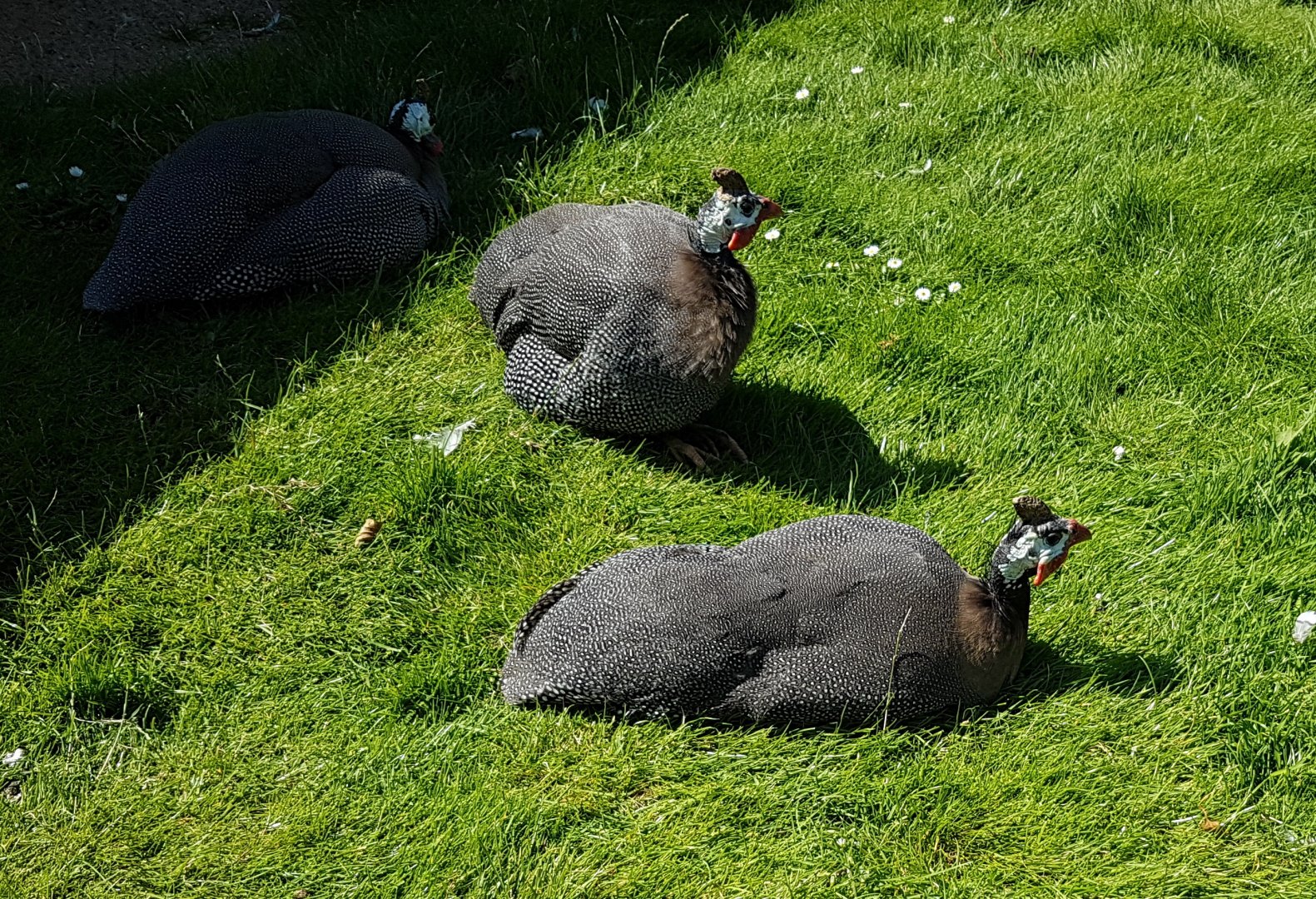 Helmeted guineafowl