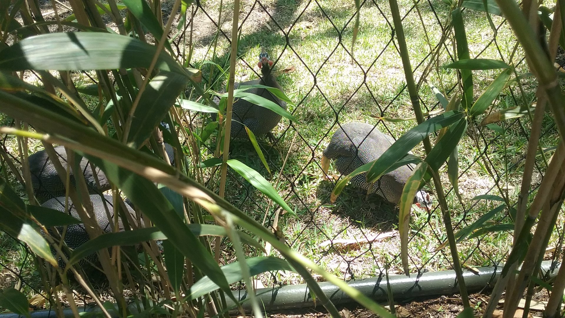 Helmeted Guineafowl