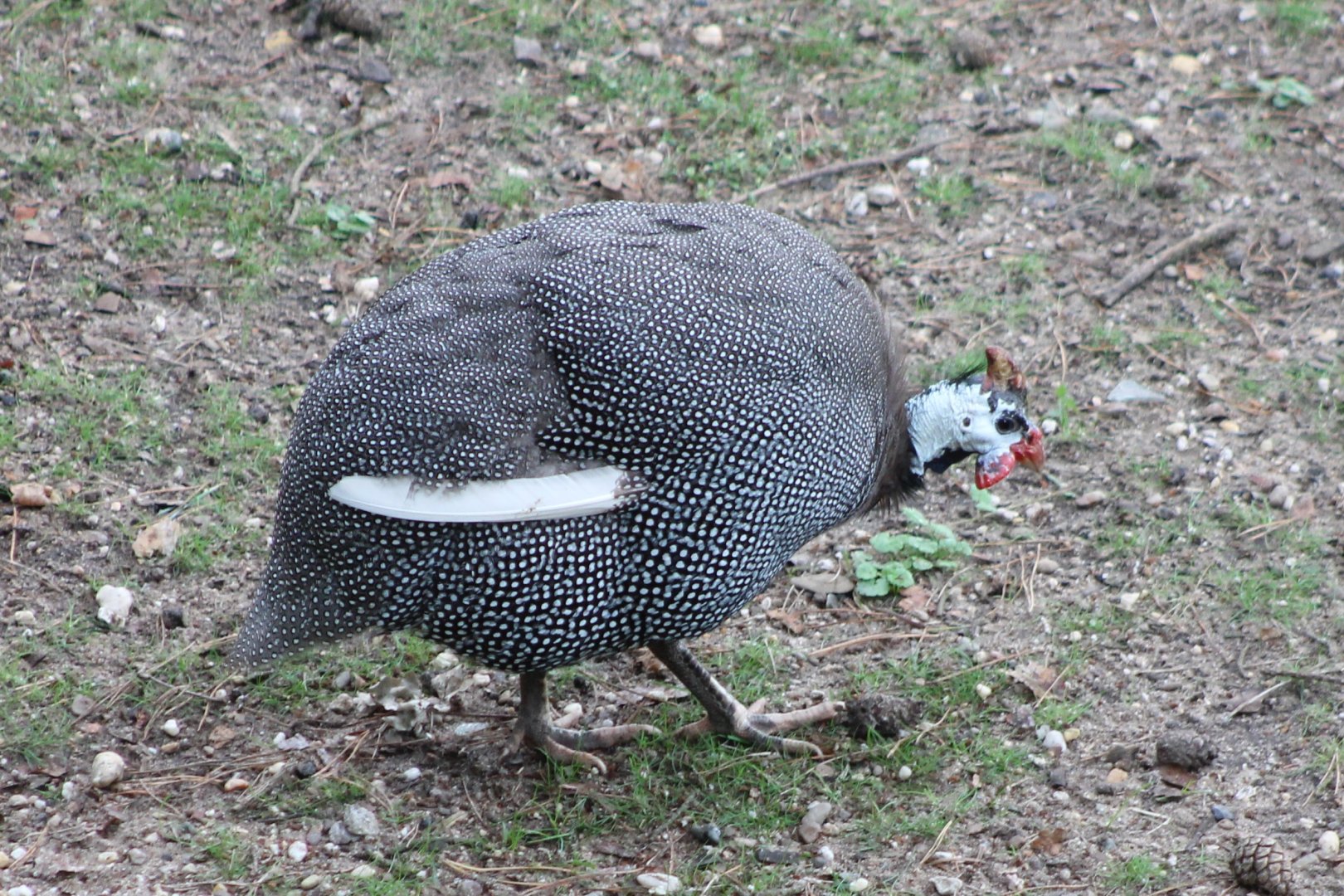 Helmeted guineafowl