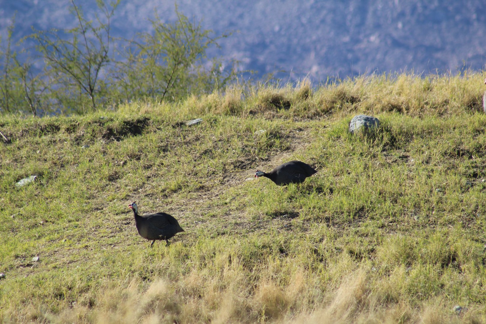 Helmeted Guineafowl