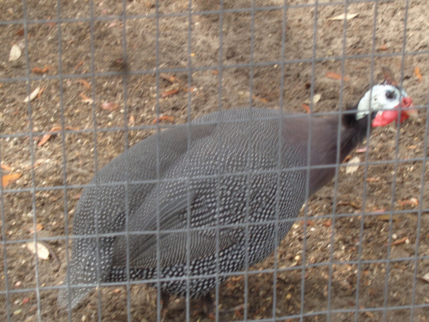 Helmeted guineafowl