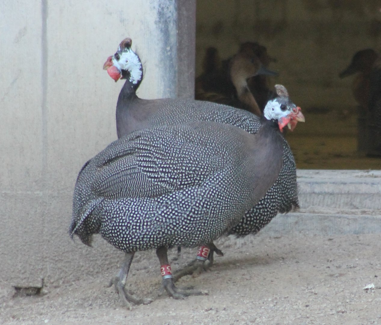 Helmeted guineafowl