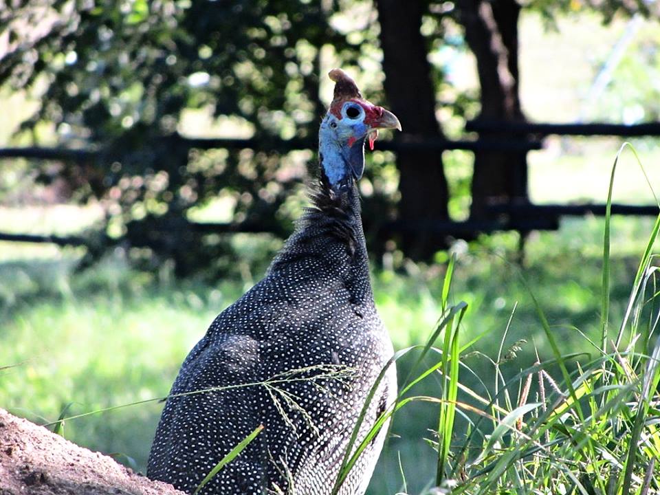 Helmeted Guineafowl
