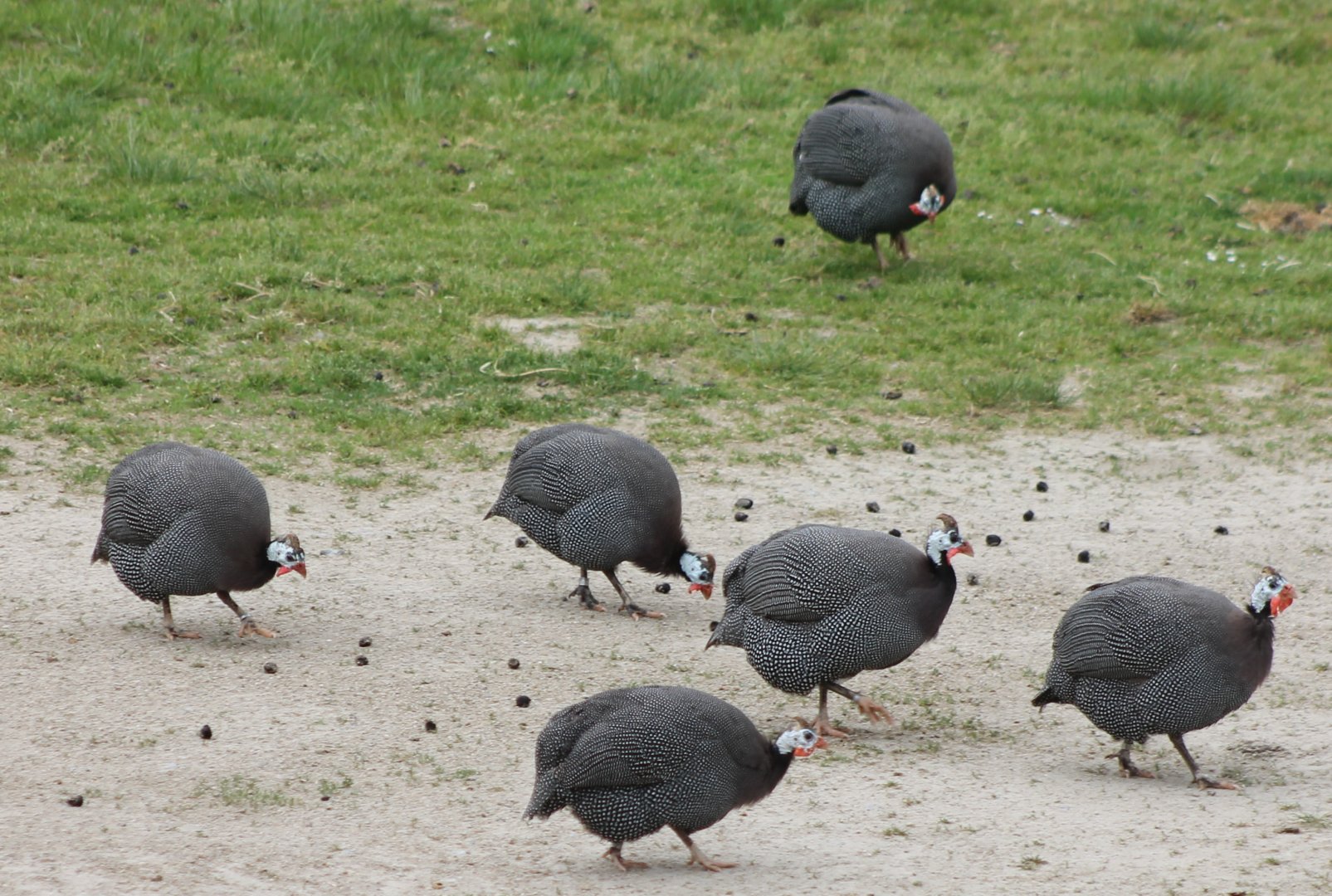 Helmeted guineafowl