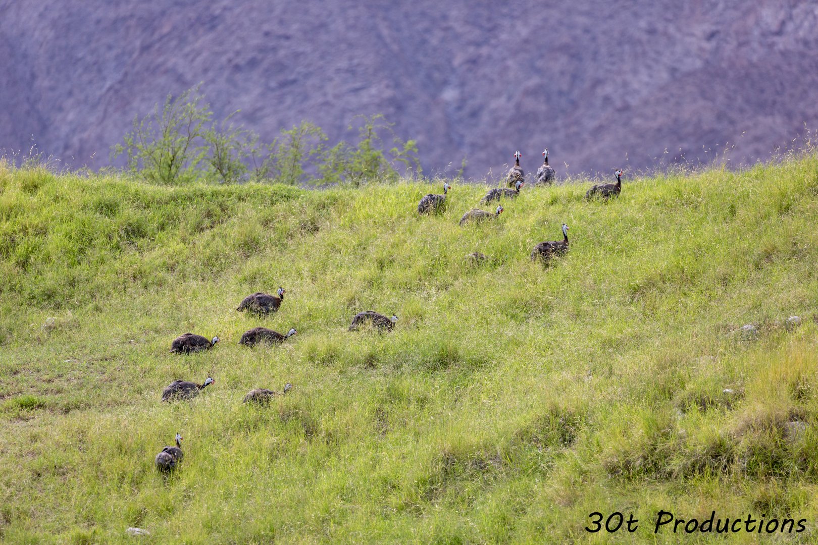 Helmeted Guineafowl