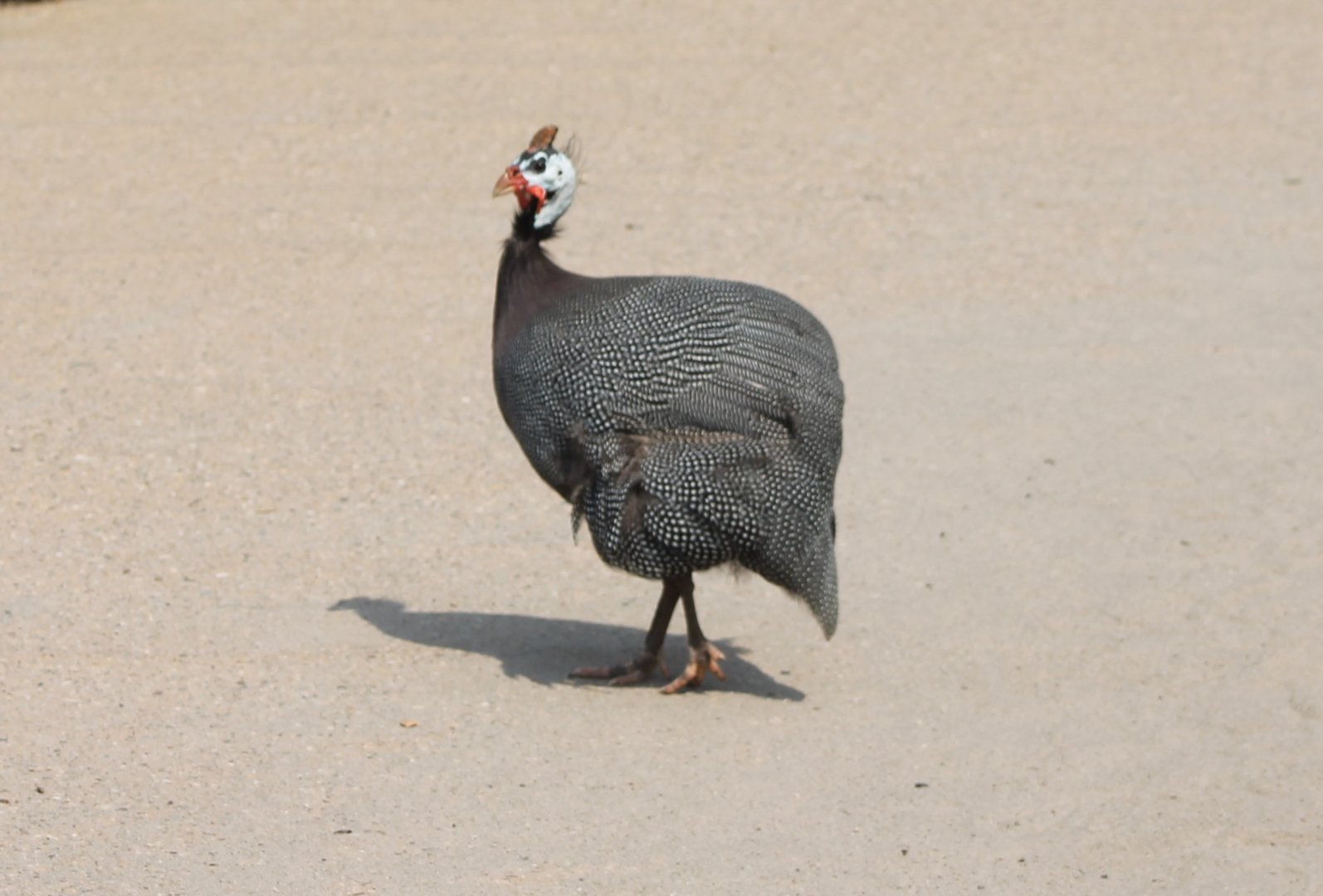 Helmeted guineafowl
