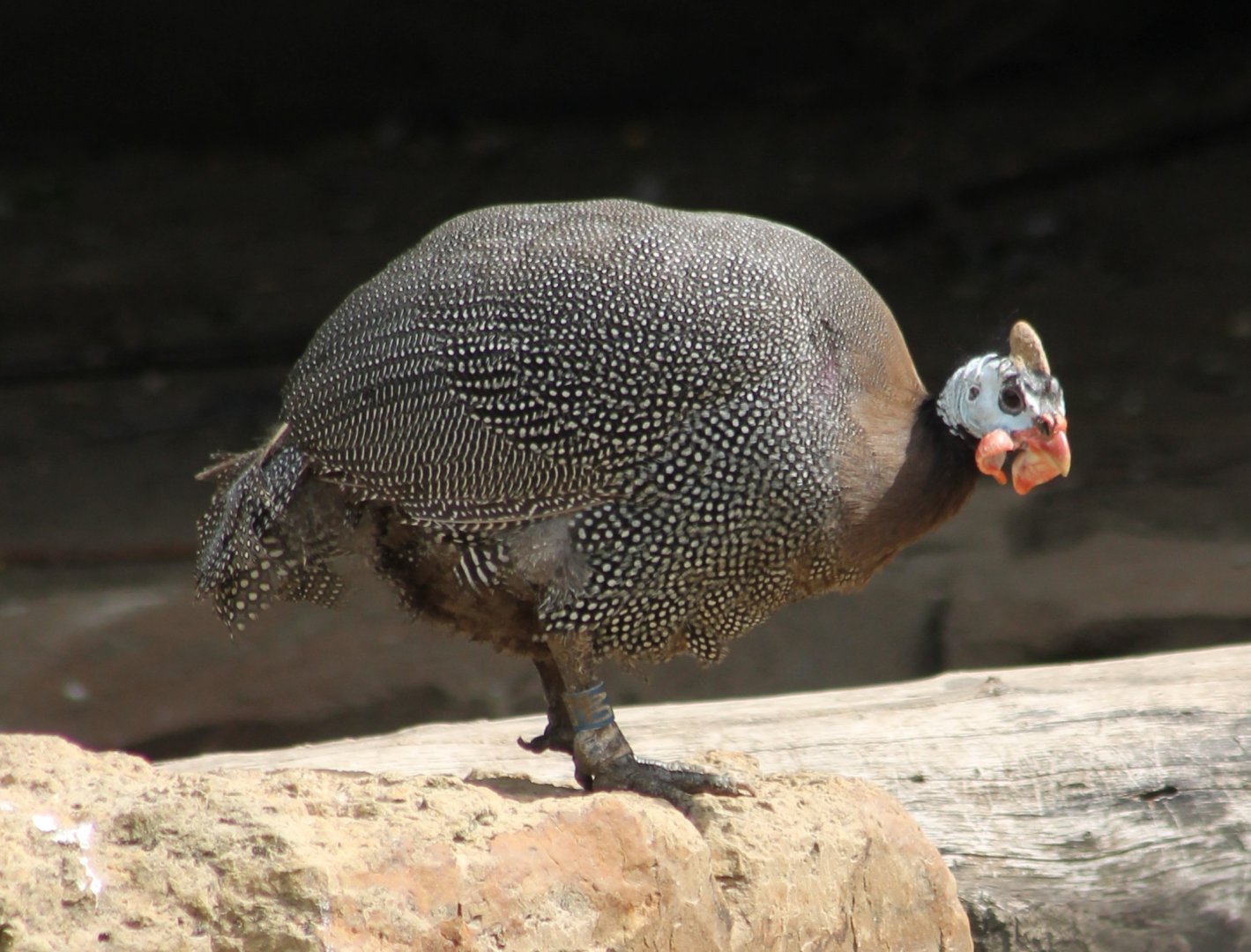Helmeted guineafowl