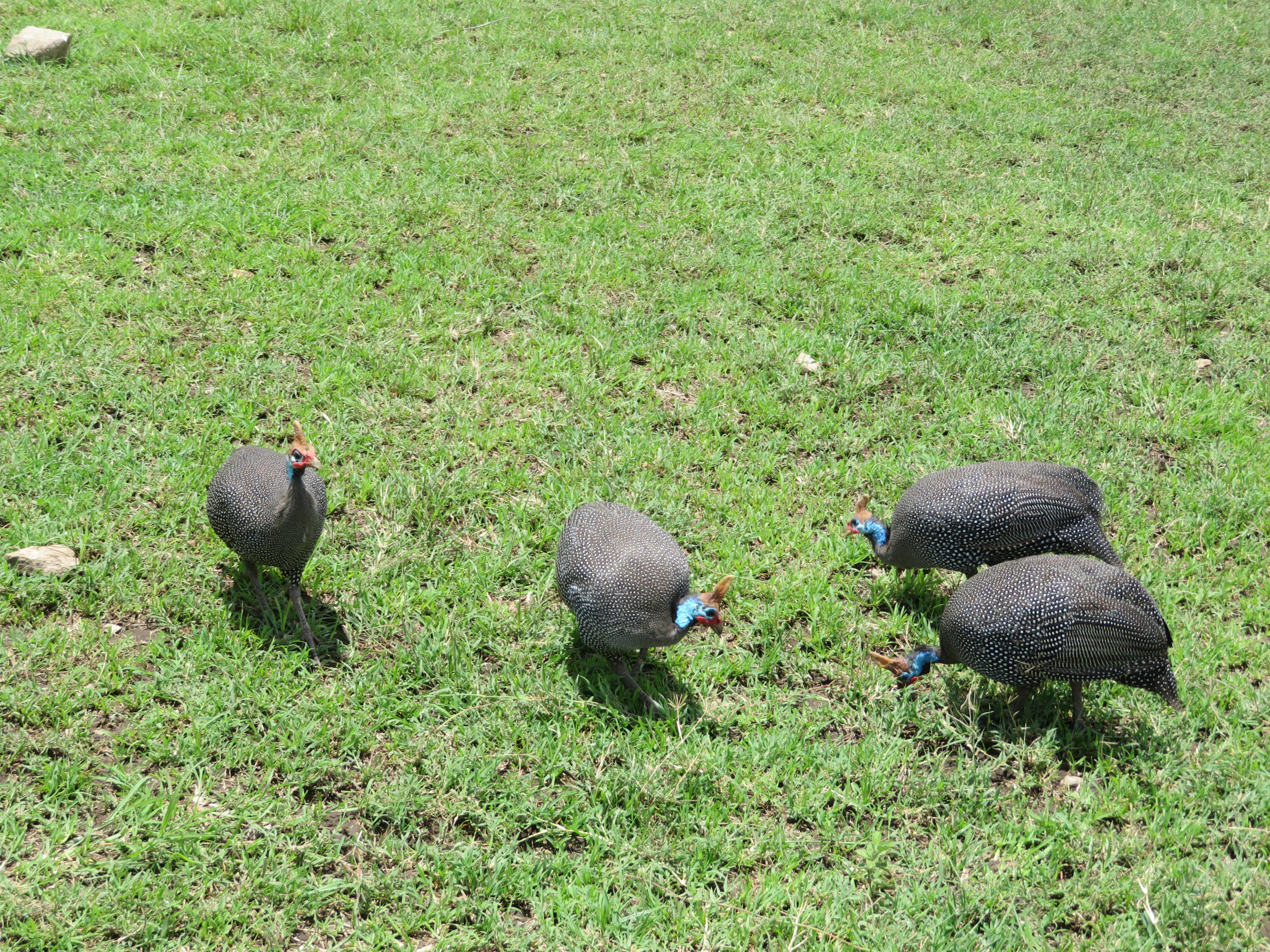 Helmeted Guineafowl