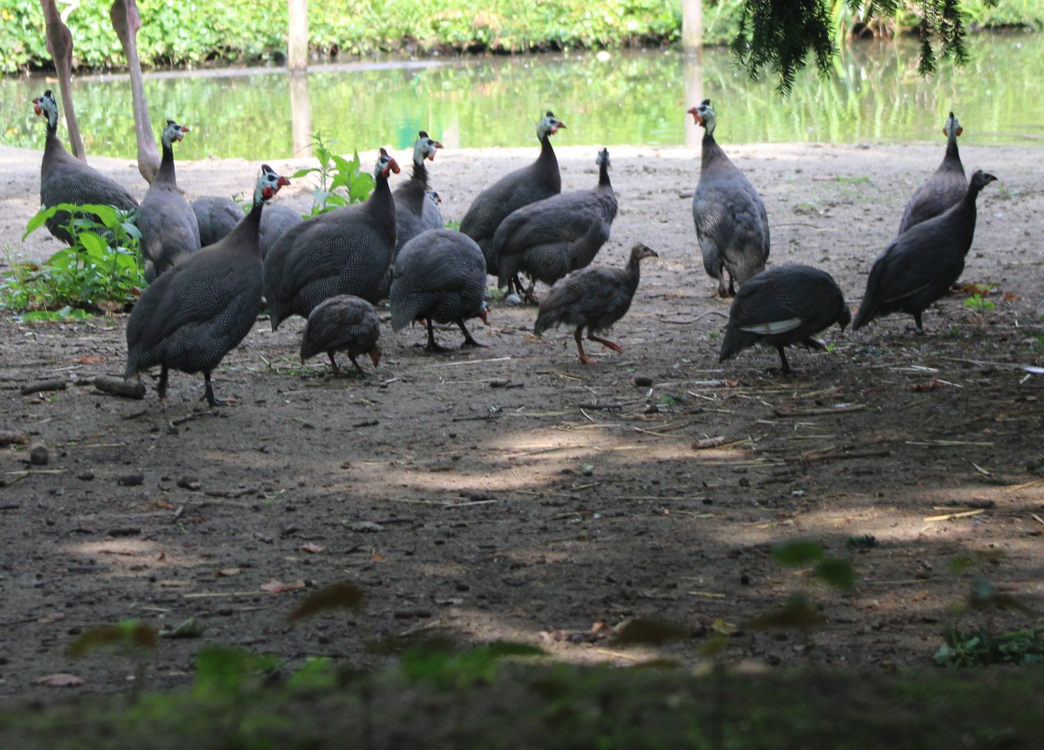 Helmeted guineafowl