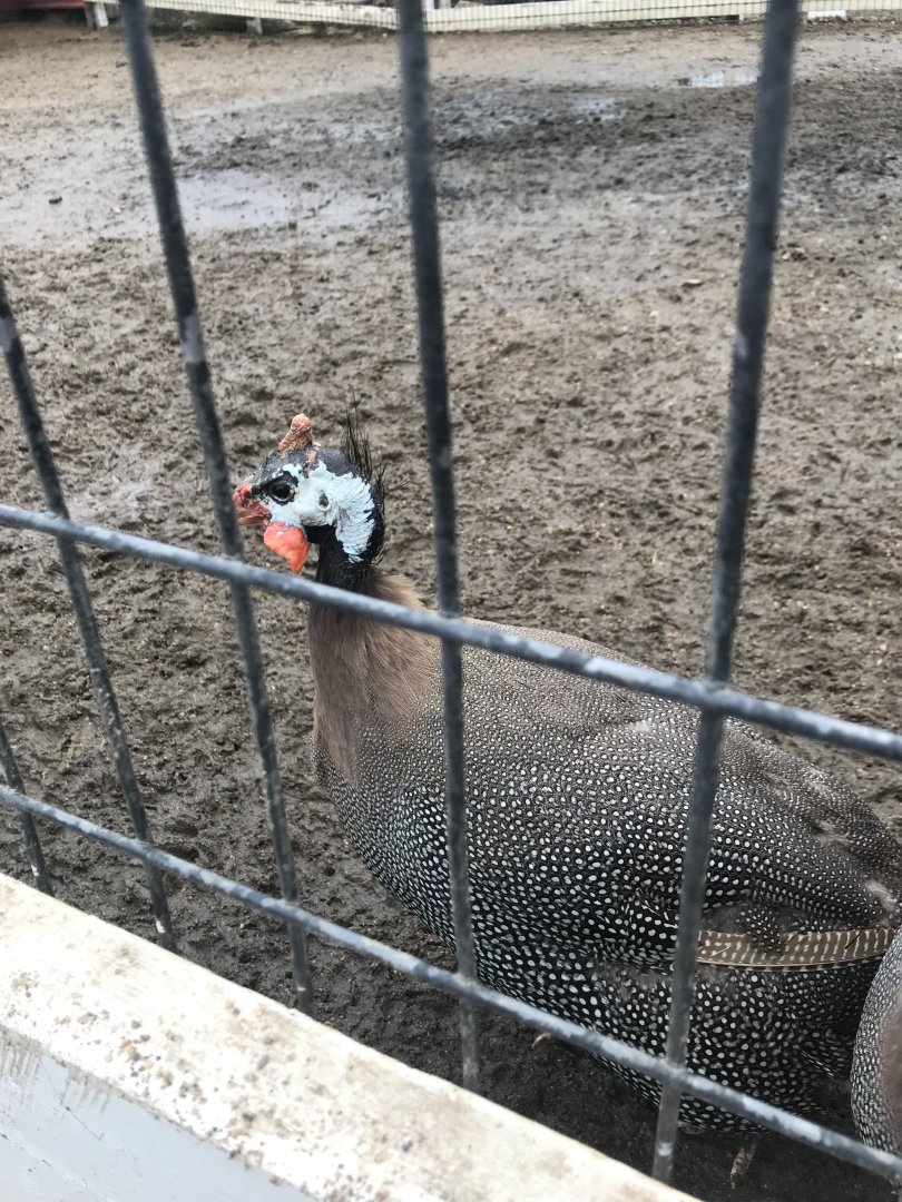 Helmeted Guineafowl