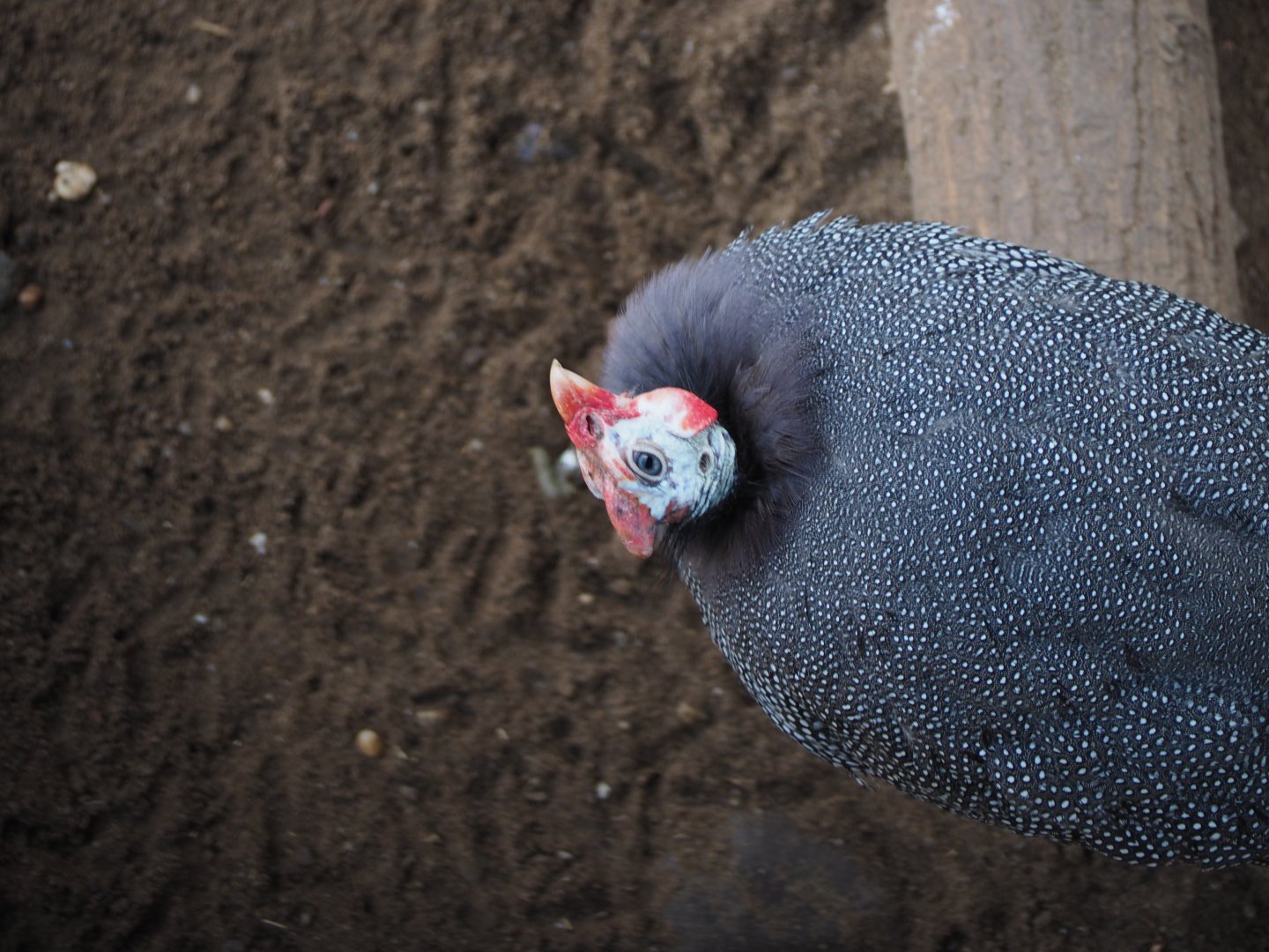 Helmeted Guineafowl