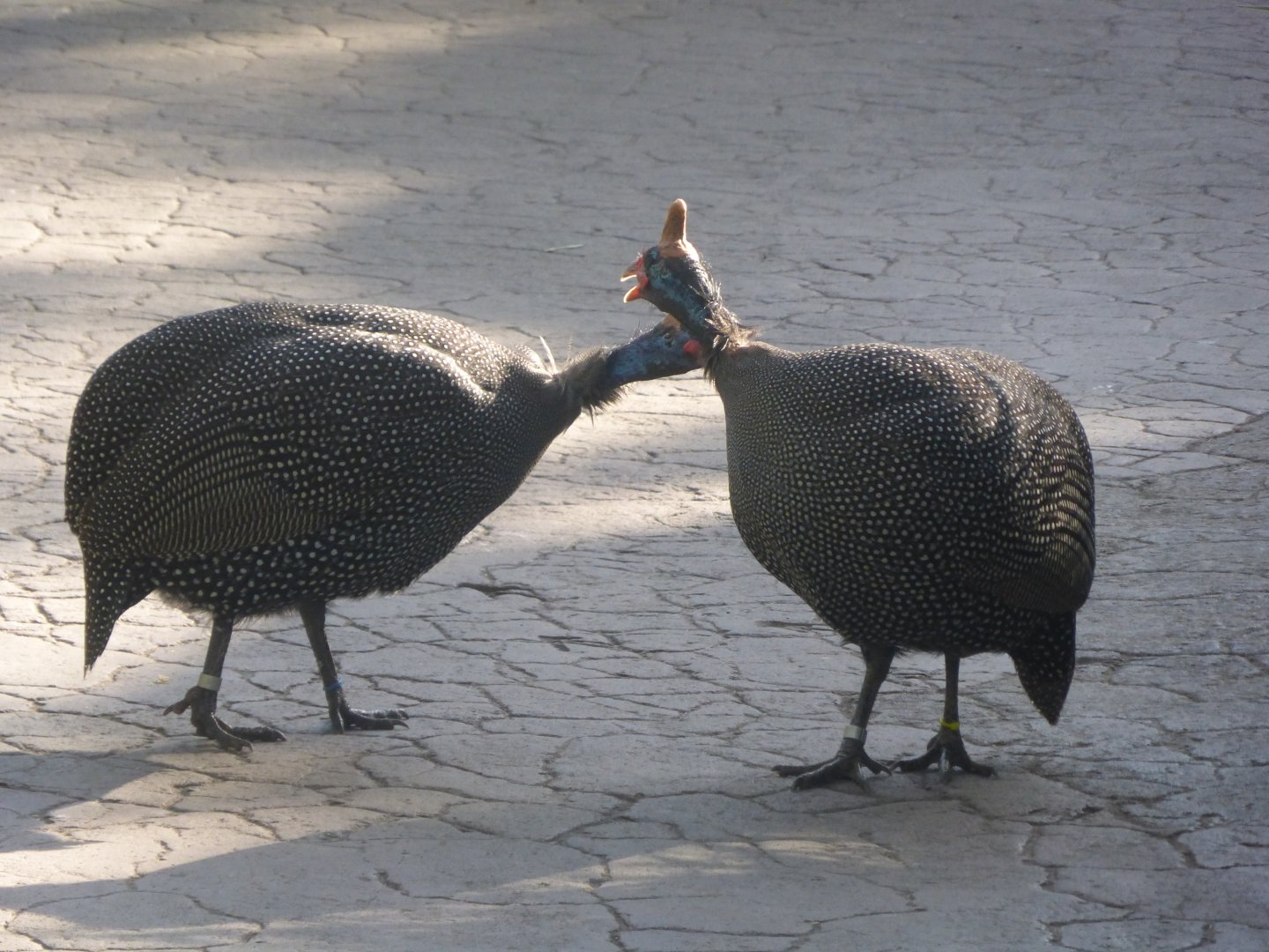 helmeted guineafowl