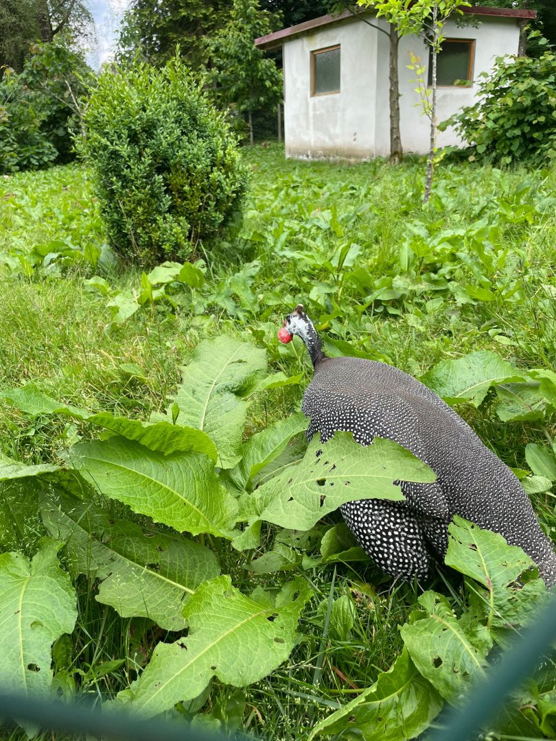 Helmeted Guineafowl
