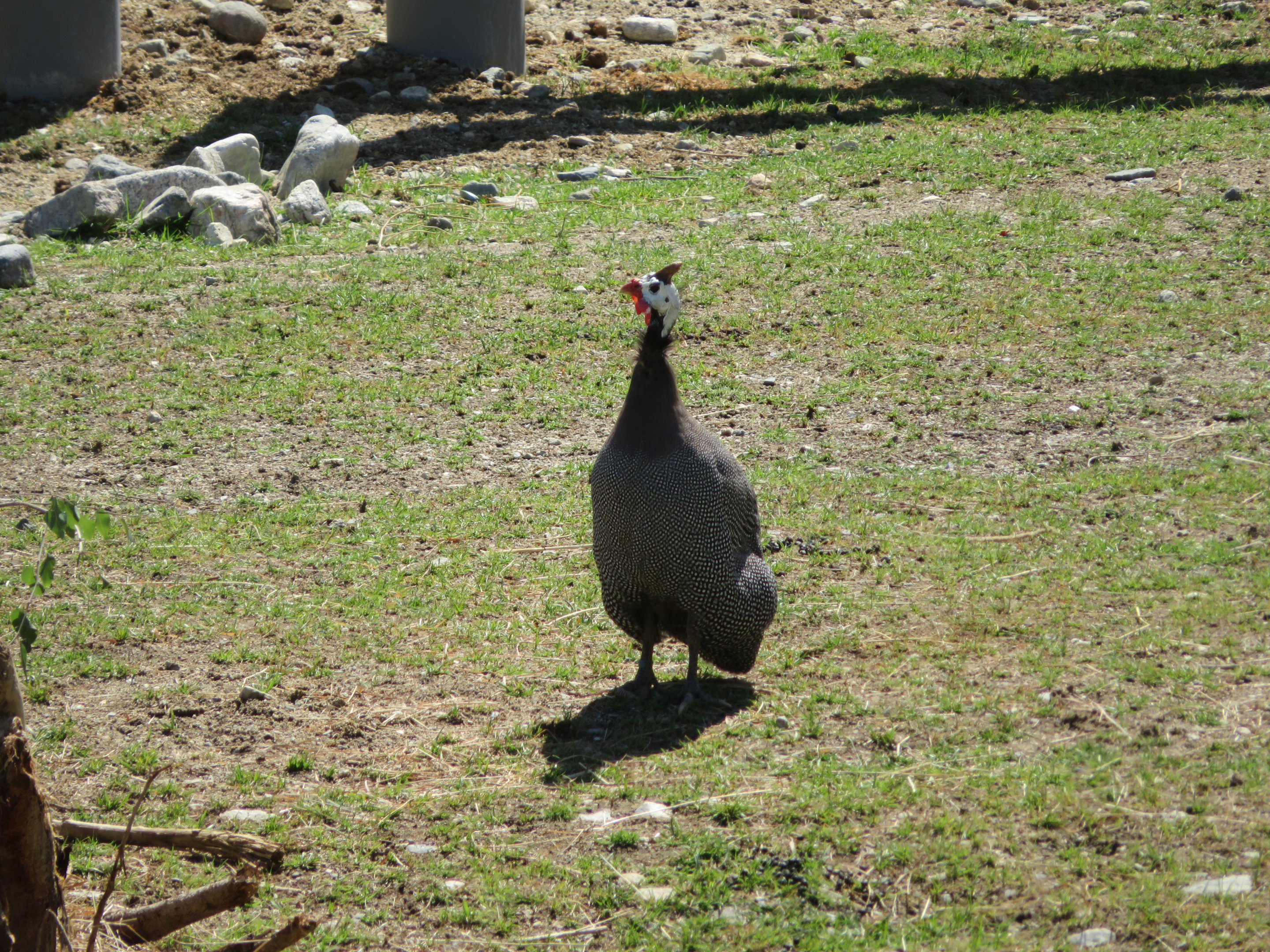Helmeted Guineafowl