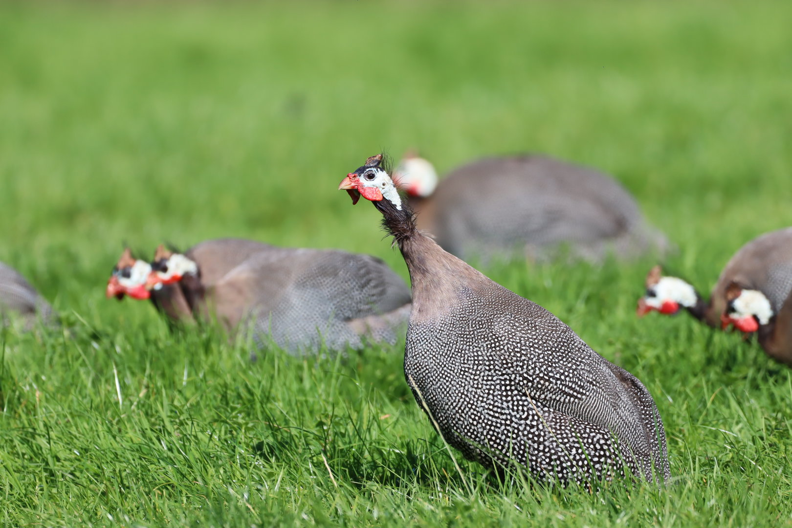 Helmeted Guineafowl