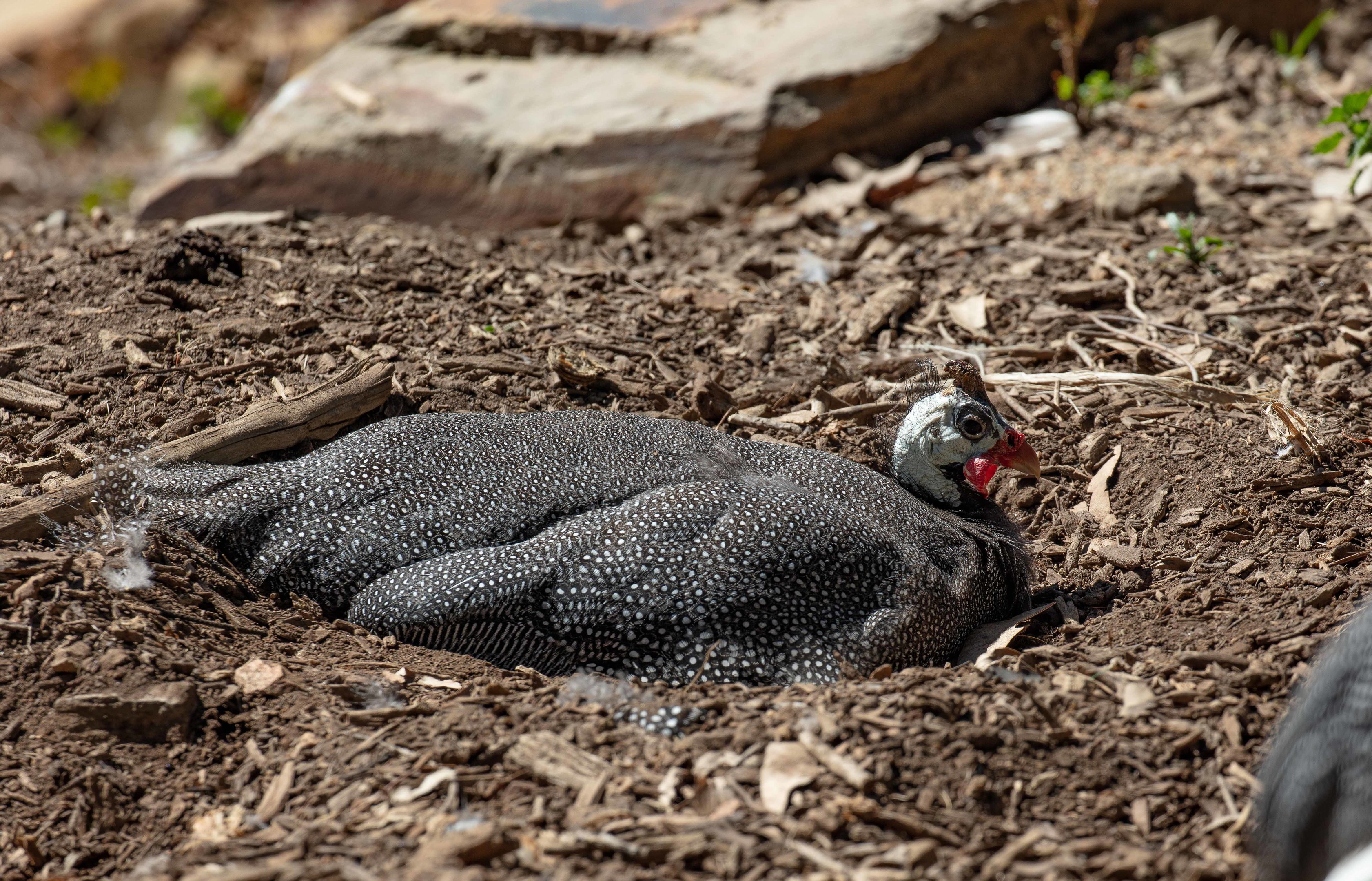 Helmeted Guineafowl