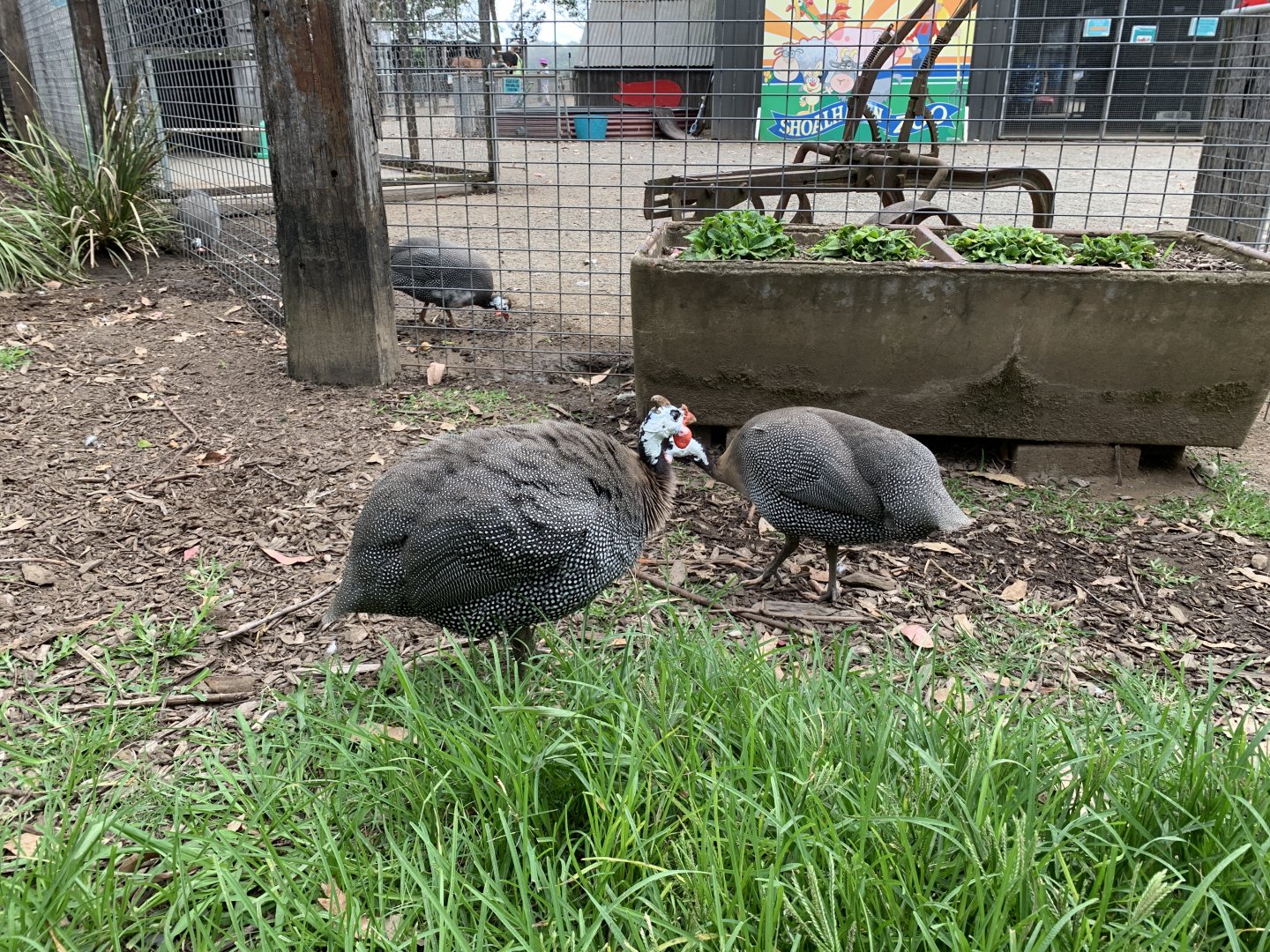 Helmeted Guineafowl