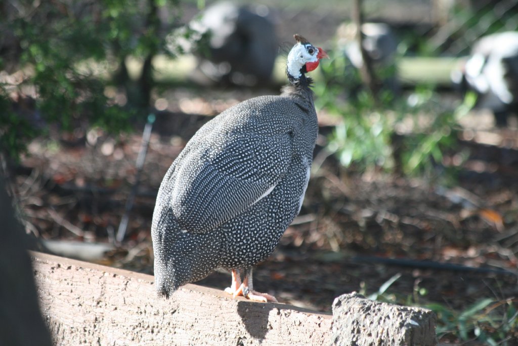 Helmeted Guineafowl
