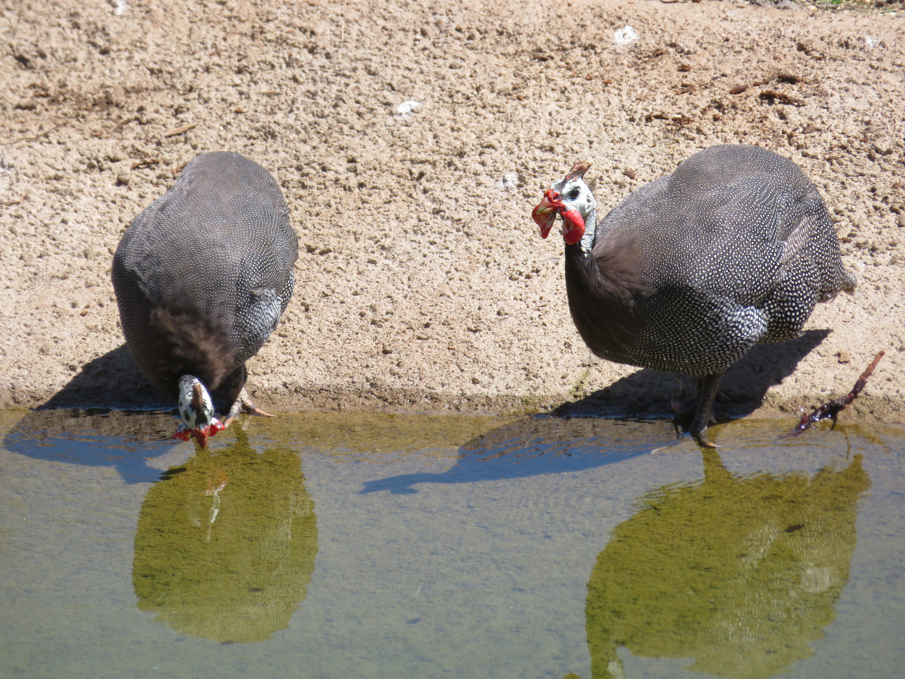 Helmeted Guineafowls