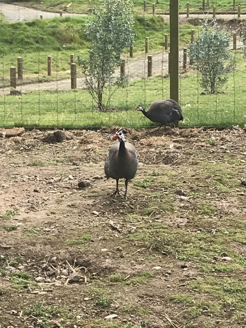 Helmeted gunieafowl