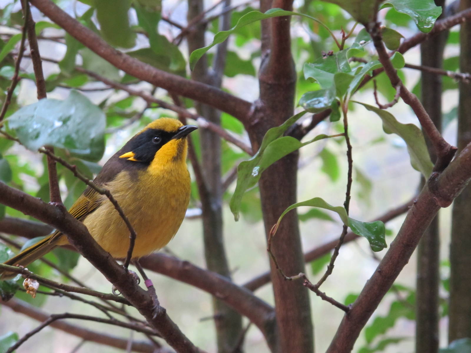 Helmeted Honeyeater - Healesville Sanctuary 2013