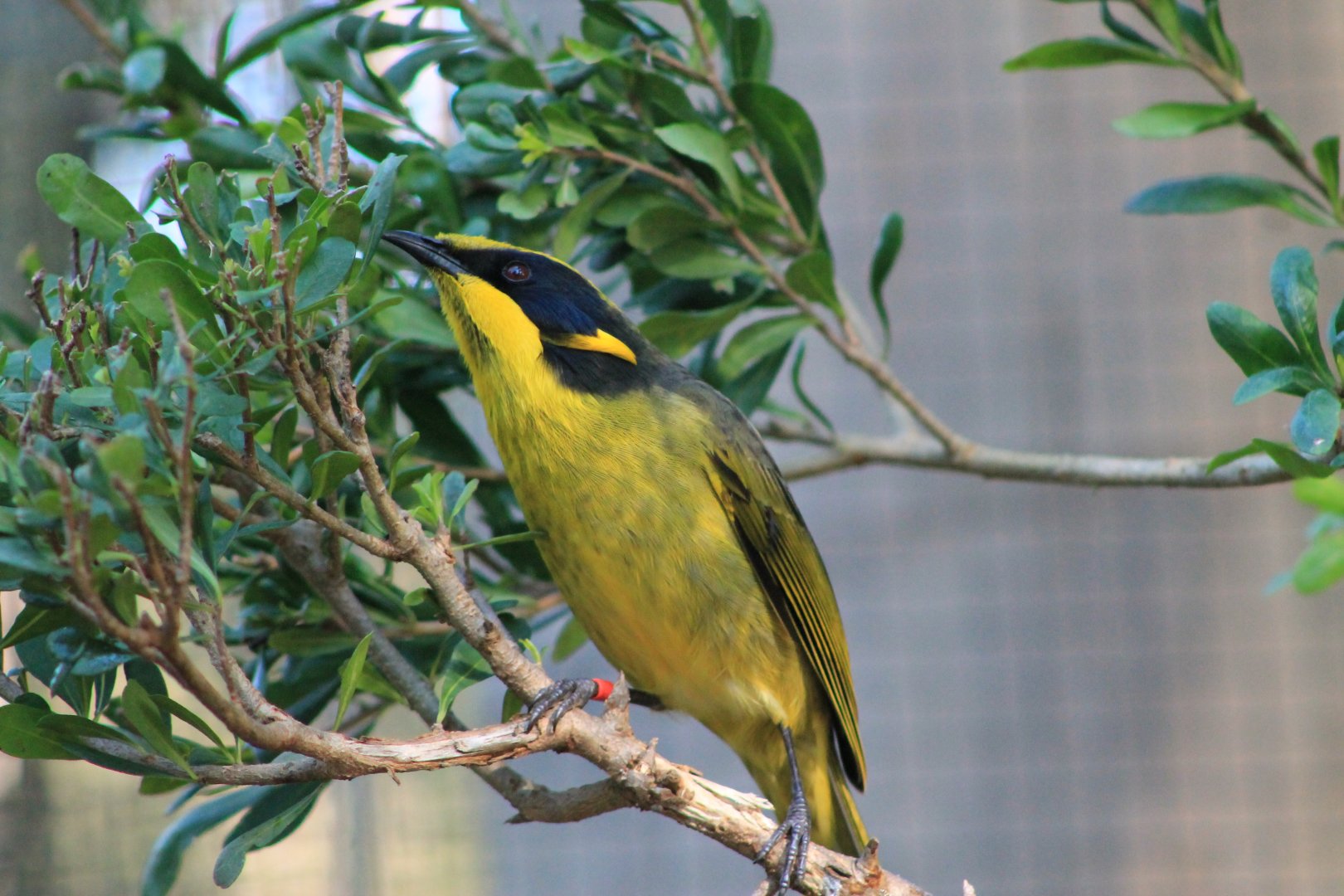 Helmeted Honeyeater (Lichenostomus melanops cassidix)