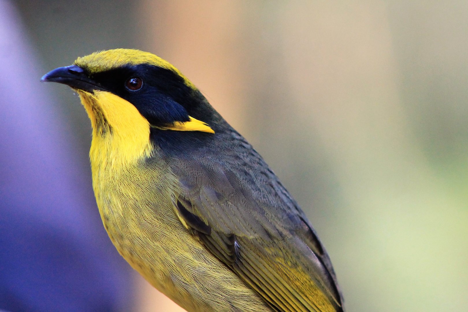 Helmeted Honeyeater (Lichenostomus melanops cassidix)