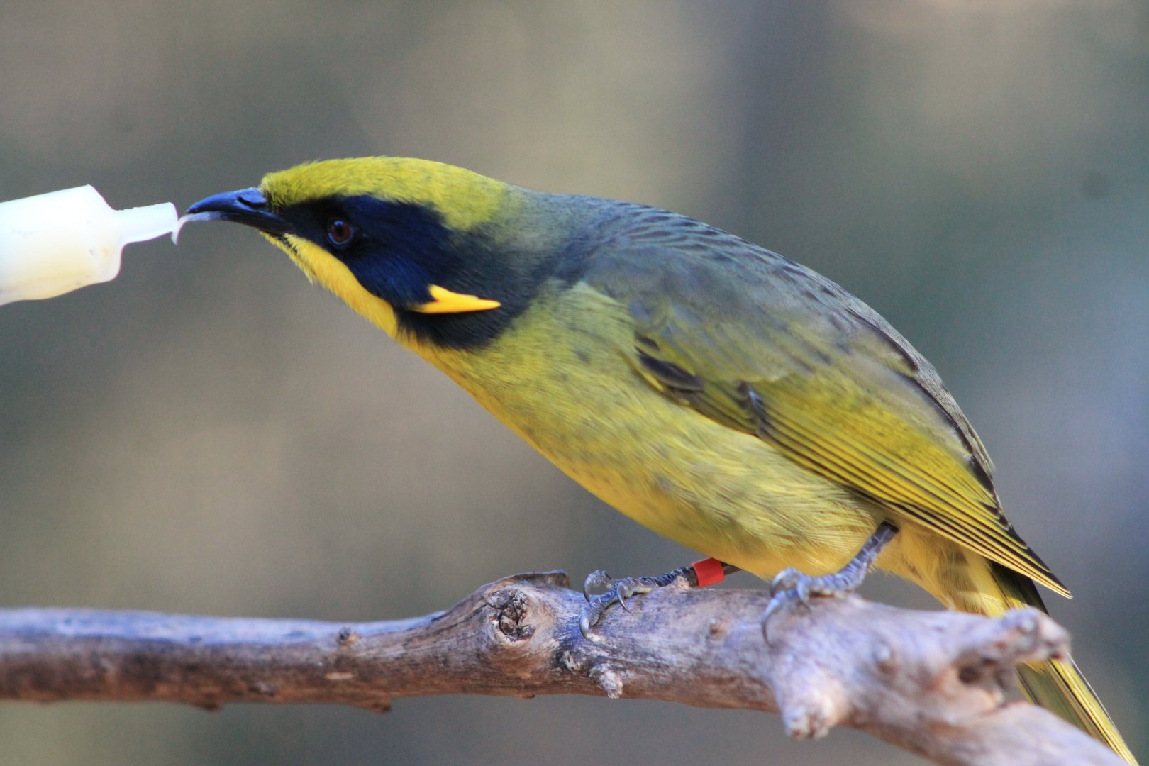 Helmeted Honeyeater (Lichenostomus melanops cassidix)