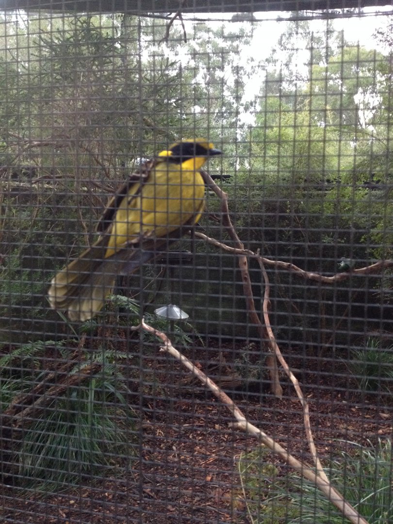 Helmeted Honeyeater (Lichenostomus melanops cassidix)