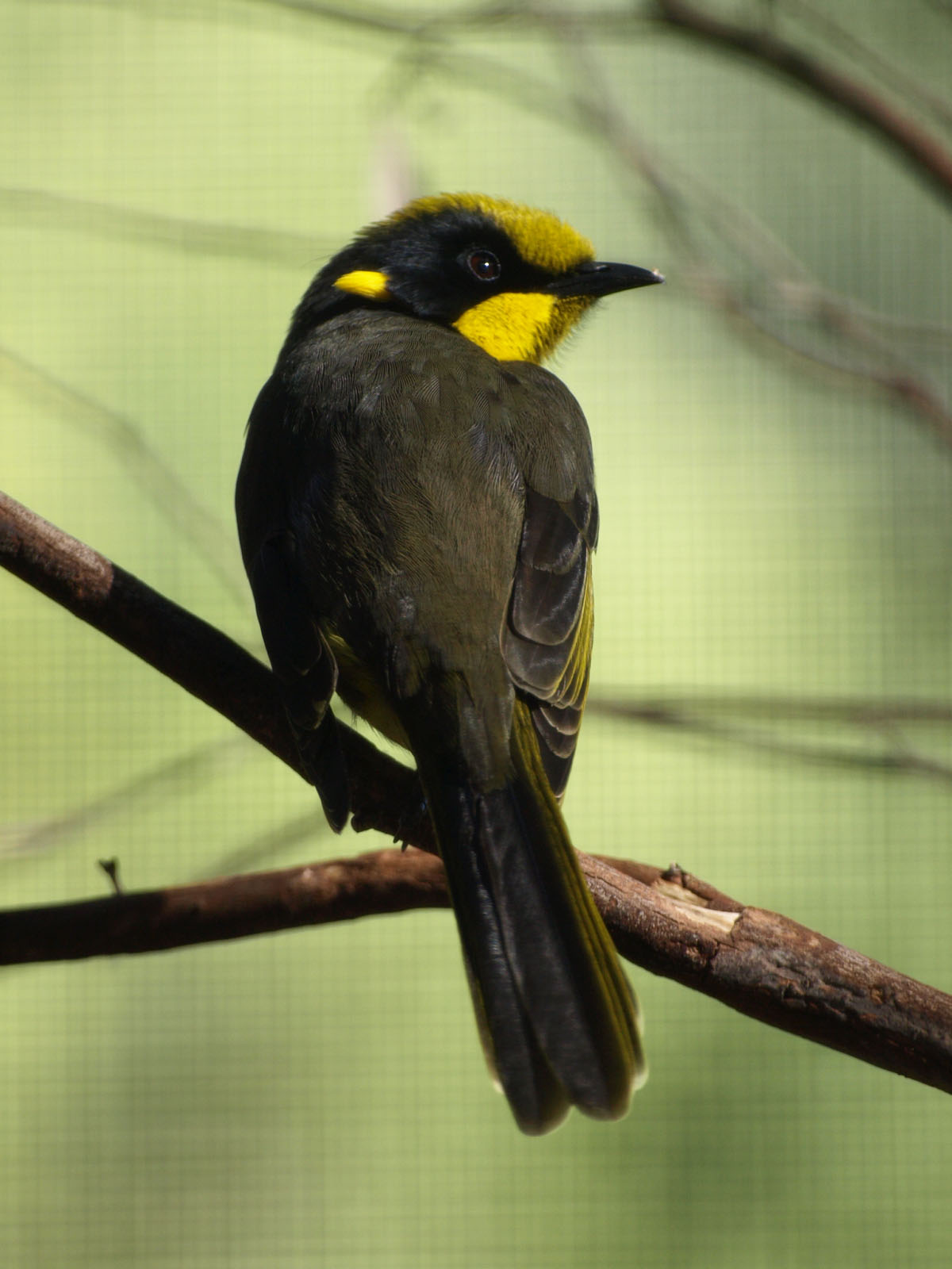 Helmeted honeyeater