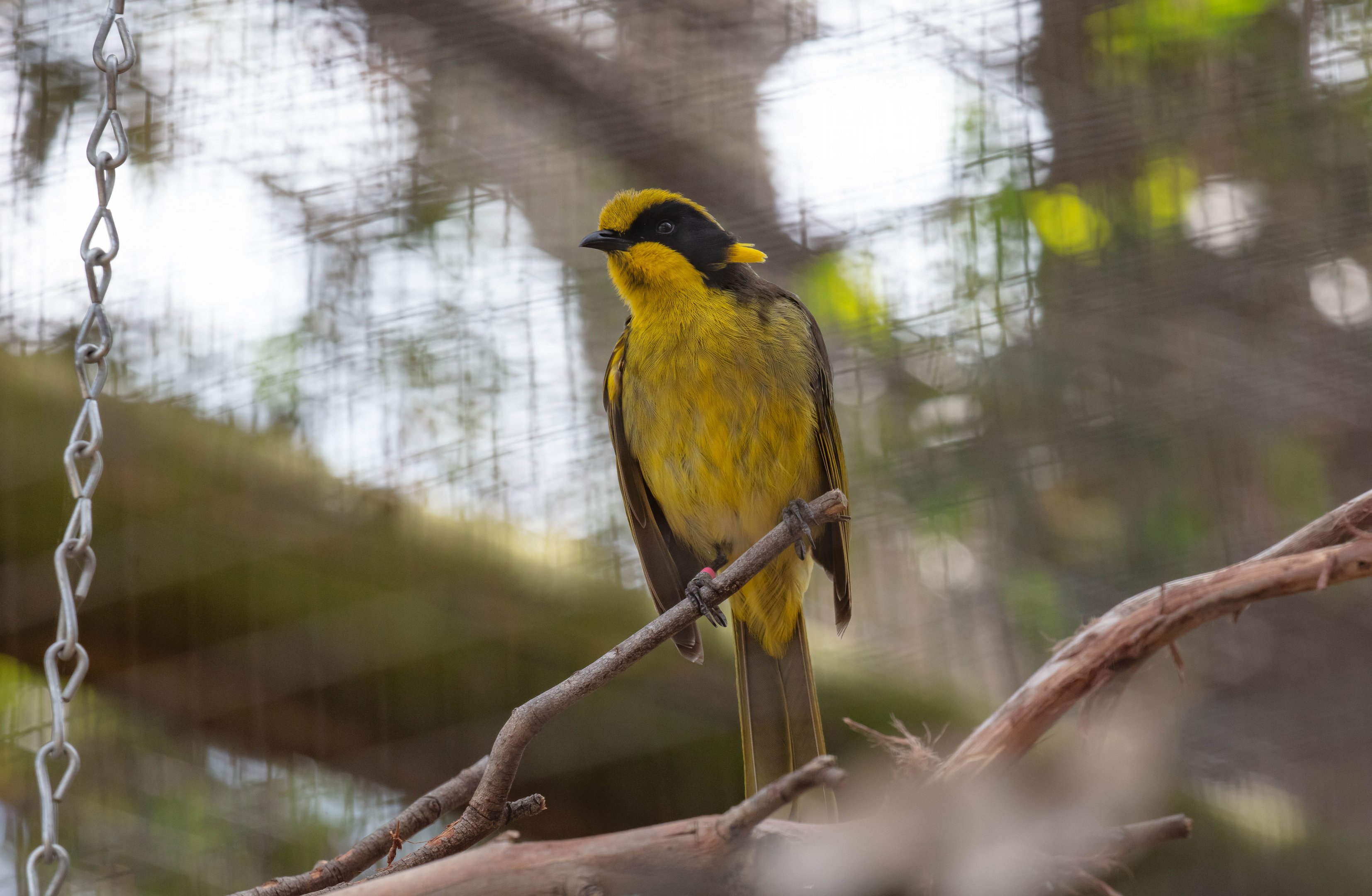Helmeted Honeyeater