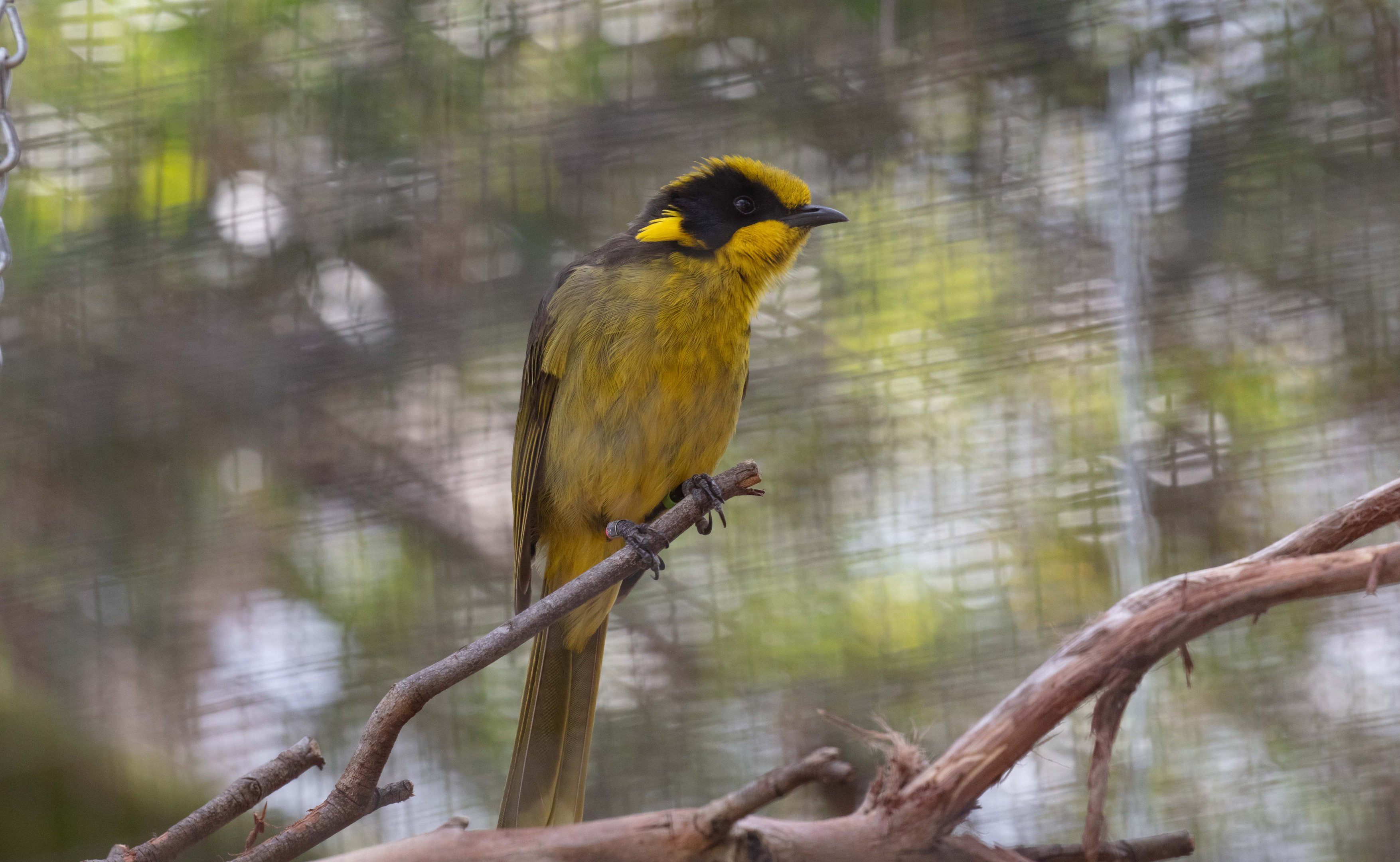 Helmeted Honeyeater