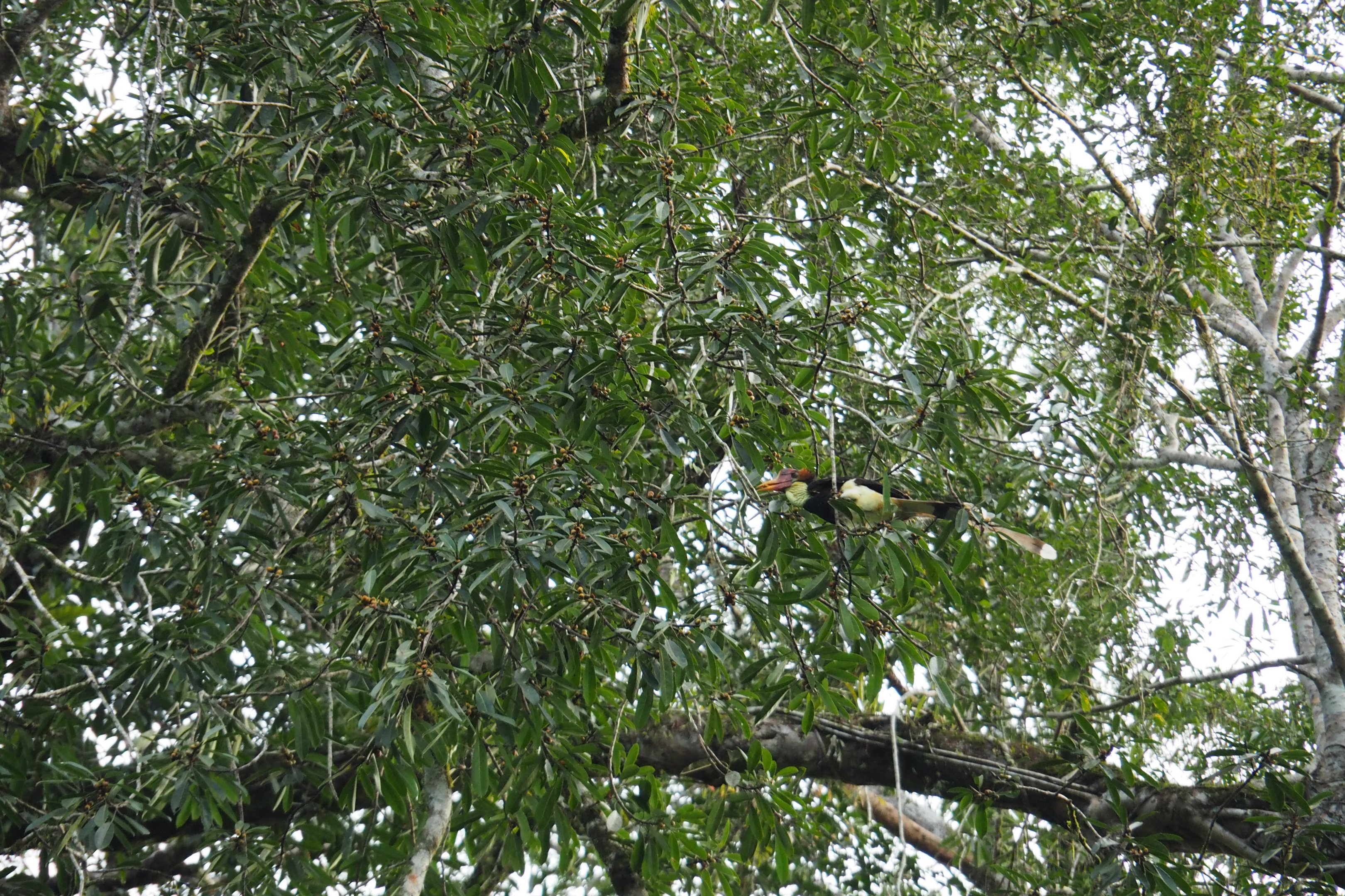 Helmeted Hornbill - Danum Valley, Sabah, Borneo