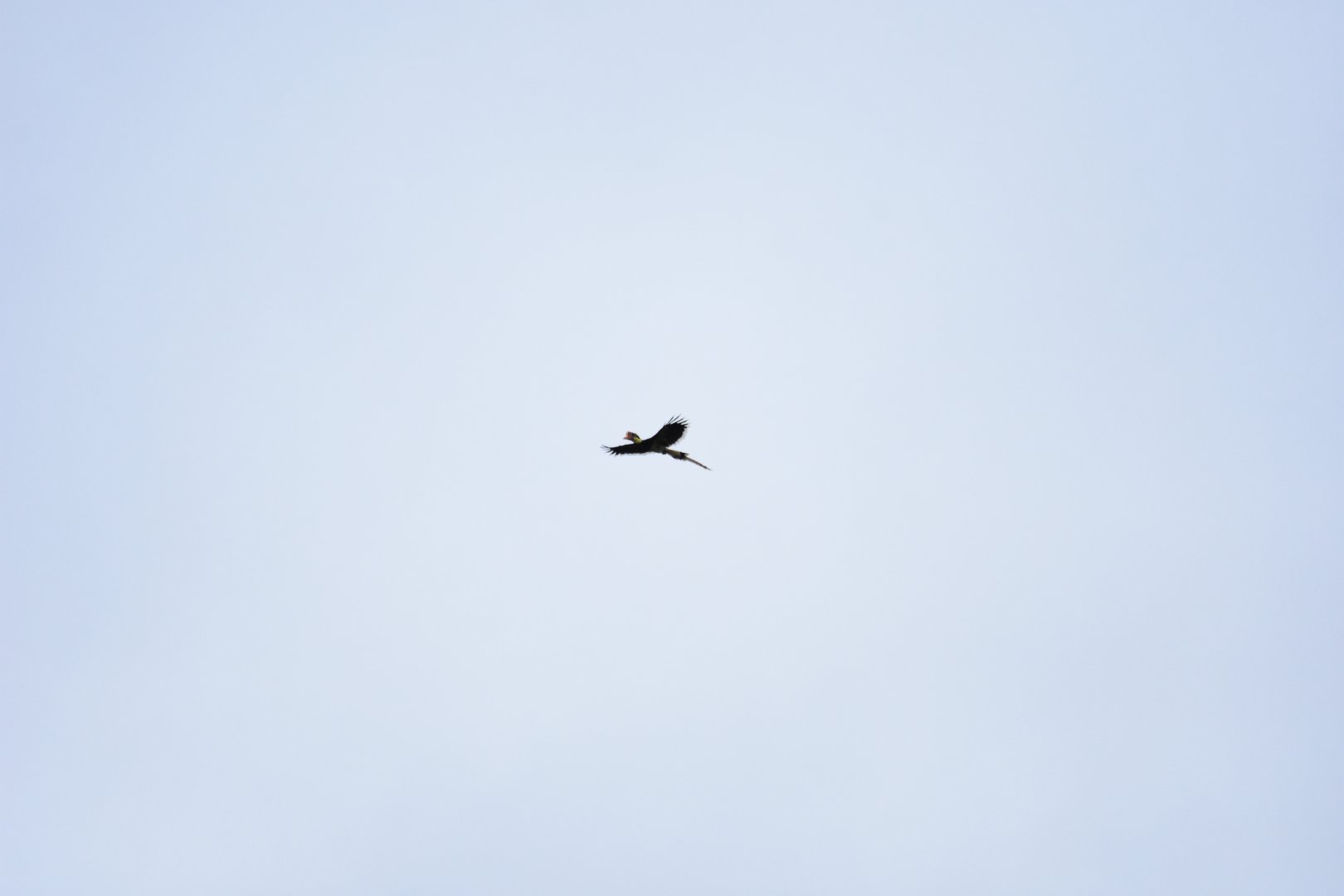 Helmeted hornbill female (Rhinoplax vigil)