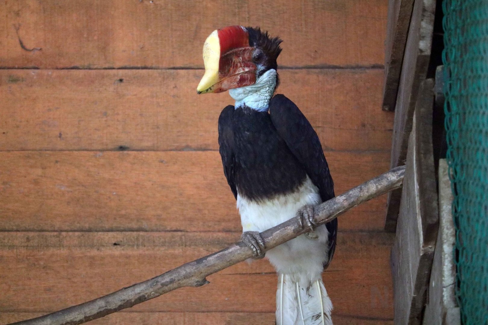 Helmeted hornbill, June 2016