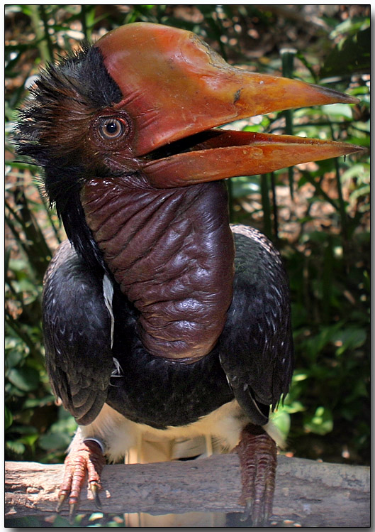 Helmeted Hornbill, Jurong BirdPark