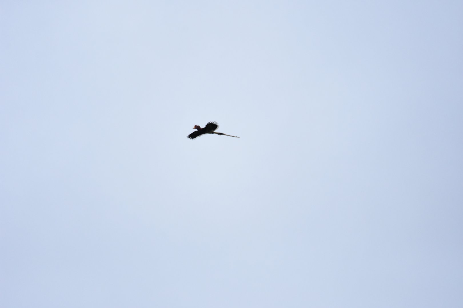 Helmeted hornbill male (Rhinoplax vigil)