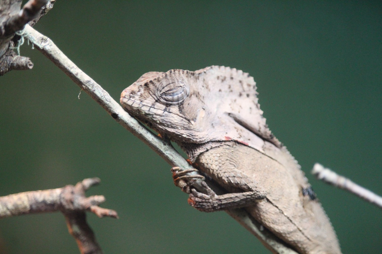Helmeted Iguana
