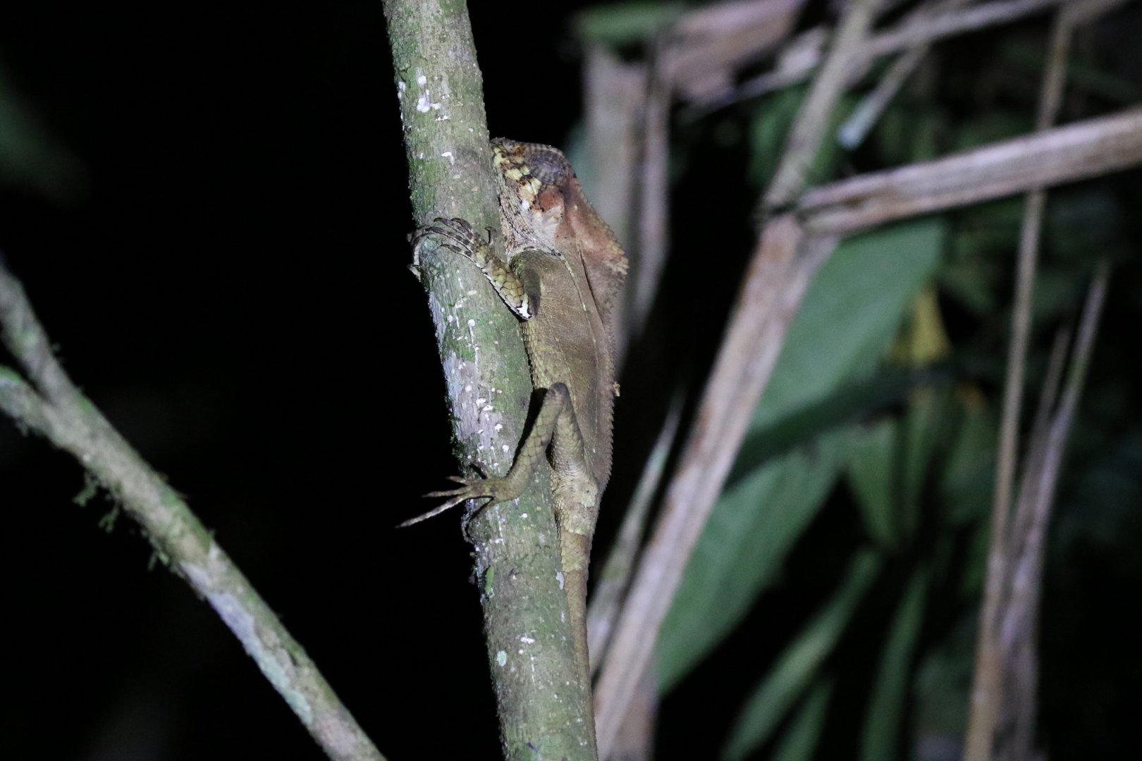 Helmeted Iguana