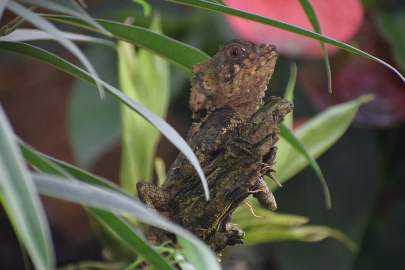 Helmeted iguana
