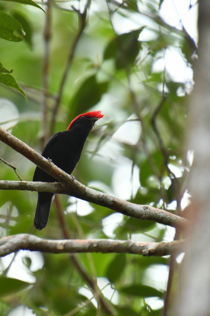 Helmeted Manakin (Antilophia galeat)